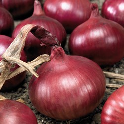 Onion (red) Brunswijker