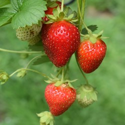 Strawberry large fruited Grandian F1
