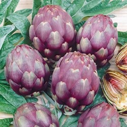 Artichoke Violet de Provence