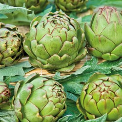Artichoke green Vert de Provence