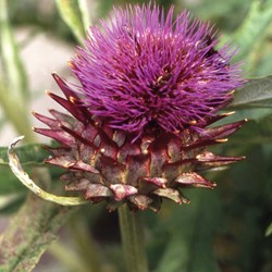 Cardoon EKO - Cynara Cardunculus