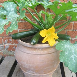 Marrow, SummerSquash Patio Star F1