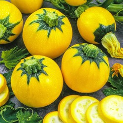 Courgette Sun Ball F1 - Cucurbita