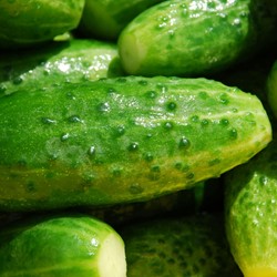Cucumber Marketmore EKO