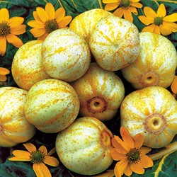 Komkommer True Lemon