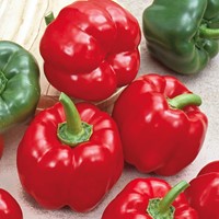 Sweet pepper California Wonder