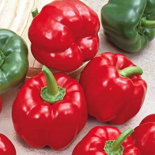 Sweet pepper California Wonder