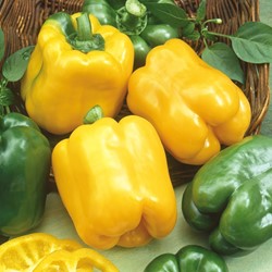 Sweet pepper Golden California wonder
