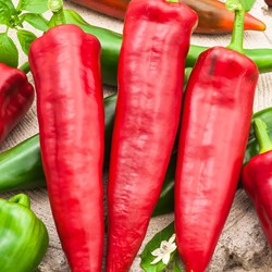 Sweet Pepper, long red Medrano F1