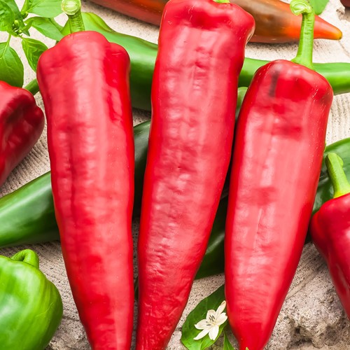 Sweet Pepper, long red Medrano F1