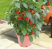 Sweet pepper Kobold F1 PATIO
