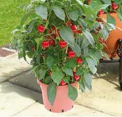 Sweet pepper Kobold F1 PATIO
