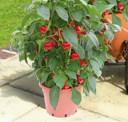 Sweet pepper Kobold F1 PATIO