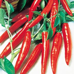 Pepper Cayenne Long Slim