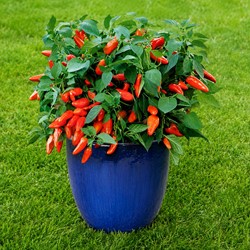Sweet pepper Tangerine Dream F1 (pot) - Capsicum annuum