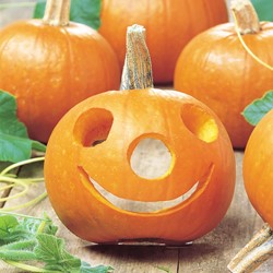 Pumpkin, WinterSquash, Spooktacular - Cucurbita