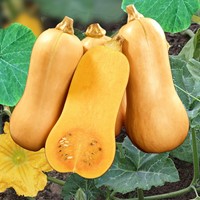 Winter or Storage Squash Hercules F1