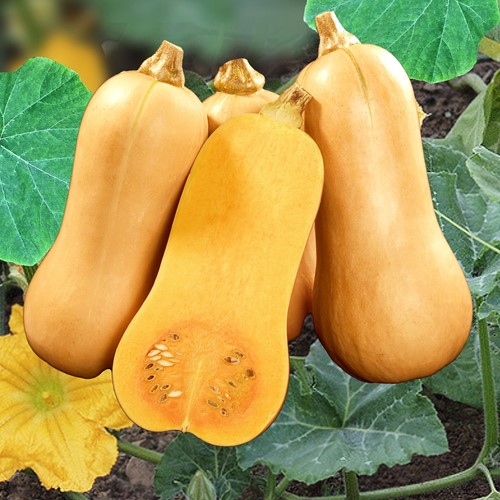 Winter or Storage Squash Hercules F1