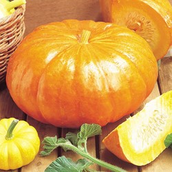 Gourd Rouge Vif d'Etampes -Cucurbita maxima
