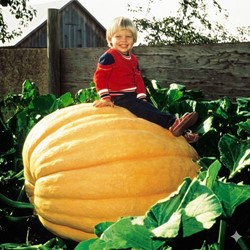 Gourd (large) Atlantic Giant - Cucurbita maxima