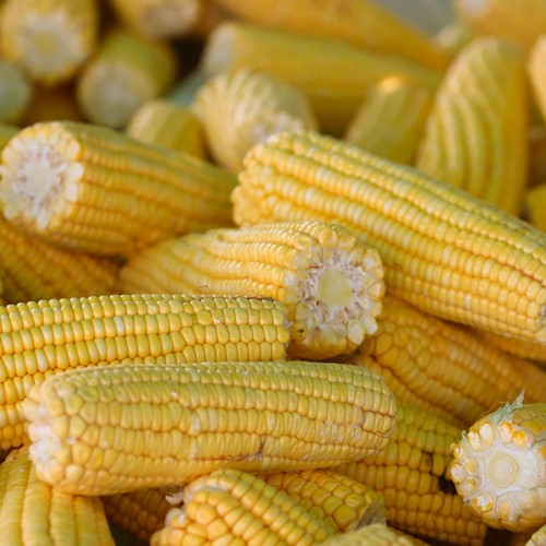 Sweet Corn Golden Bantam EKO