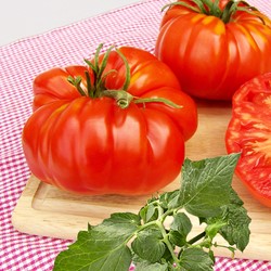 Beefsteak tomato Brutus - Lycopersicon