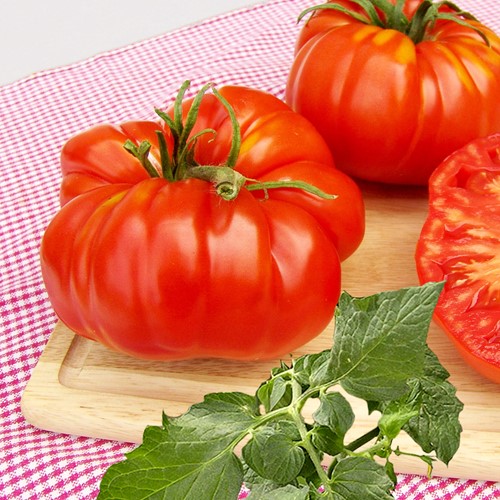 Beefsteak tomato Brutus - Lycopersicon