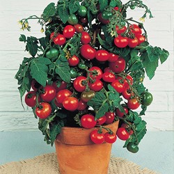Tomato for pot, Minibel