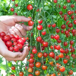 Tomato Cerise