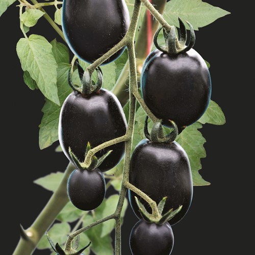 Tomato Nightshade F1