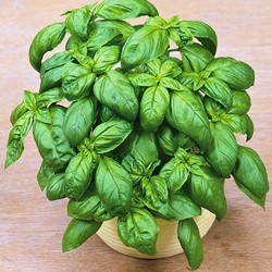 Basil, Sweet Large leaved