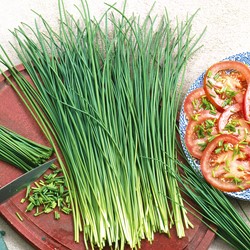 Chives Fine leaved