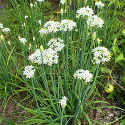 Chinese Chives, Garlic Chives EKO