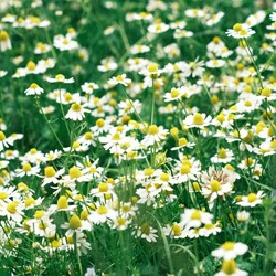Sweet German Chamomile - Matricaria chamomilla EKO