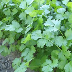 Coriander Marino slowbolting - Coriandrum sativum EKO