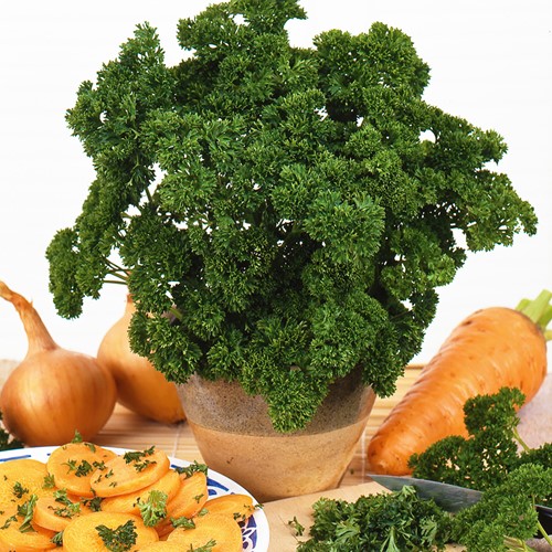 Peterselie Moskrul 2 - Petroselinum crispum