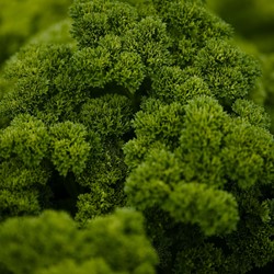 Parsley, Moss curled, Grüne Perle EKO