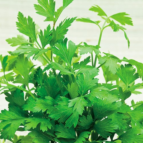 Parsley plain leaved 2 - Petroselinum hortense