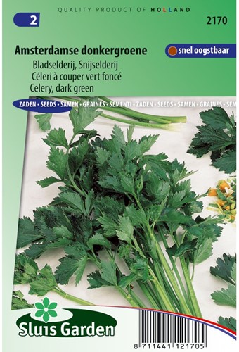 Celery Amsterdam Dark Green (Apium grav.)-2