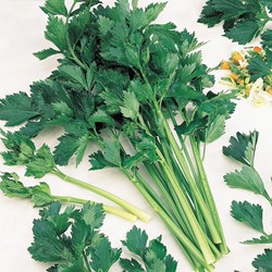 Celery Amsterdam Dark Green (Apium grav.)