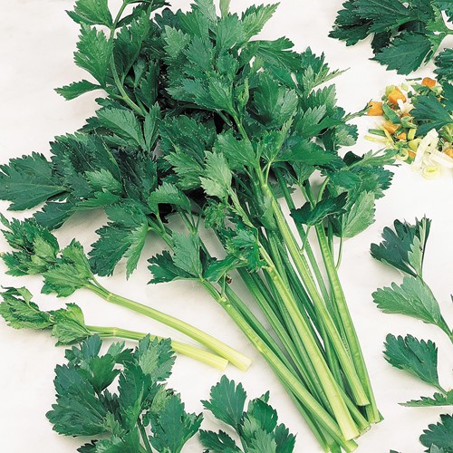 Celery Amsterdam Dark Green (Apium grav.)