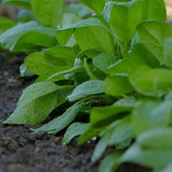 Spinach Breedblad Scherpzaad (Early spring and late autumn crop)