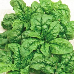 Spinach Winterreuzen (Autumn/winter crop)