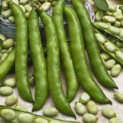 Broad bean Threefold white