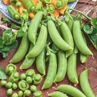 Sugar Snap Delikett, Edible-podded Sugar Pea