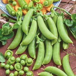 Sugar Snap Delikett, Edible-podded Sugar Pea