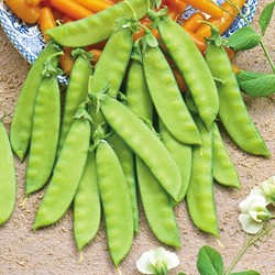 Sugar Pea Heraut (120 cm)