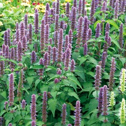 Anise Hyssop Blue Spike - Agastache