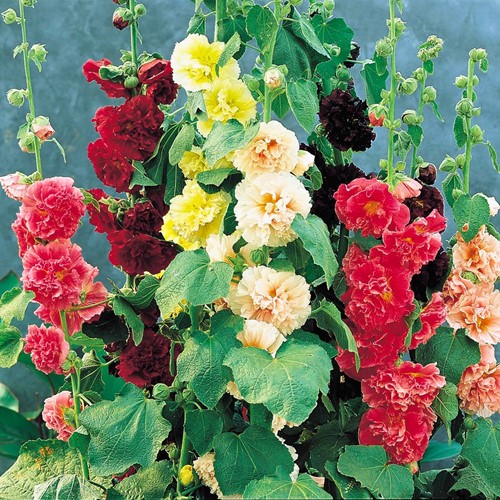 Hollyhock Annual Double Choice Mix
