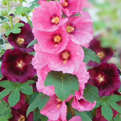 Hollyhock Antwerp Stars single mix - Alcea ficifolia